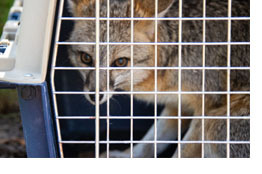 Gracias al proyecto DAN de la UAA, se concreta liberación de una zorra gris 