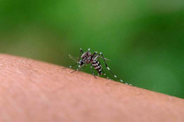 Dengue: amenaza estacional o solo un reflejo del cambio climático