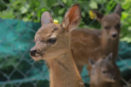 3 nuevos cervatillos son parte de la Posta Zootécnica de la UAA 