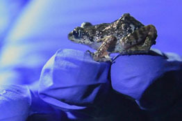 El misterio de cómo llegó una rana que silba a la Ciudad de México  