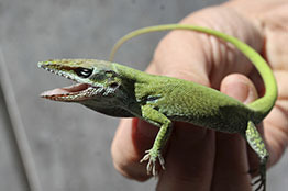 Científicos de la UNAM realizan nuevos descubrimientos del cromosoma sexual X en lagartijas