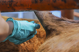 Investigadores de la UAQ luchan contra la tuberculosis bovina  