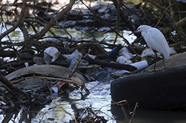Necesarias, iniciativas colectivas poner fin a la contaminación por plásticos