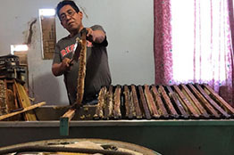 Académico de la UASLP advierte sobre la alarmante disminución de abejas