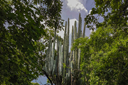Trabajan investigadores para proteger la Laguna de Hueyapan