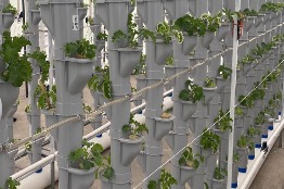 Facultad de Agronomía y Veterinaria de la UASLP desarrolla sistema de agricultura vertical con tecnología de vanguardia