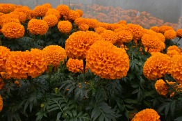 Estudiantes comercializan flor de cempasúchil