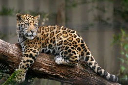 Logra crecer en un 10 por ciento el número de jaguares en el país, según el Tercer Censo Nacional; Sinaloa destaca por salvaguardar dicha especie