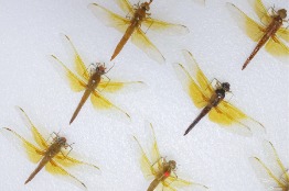 UAA revela la asombrosa diversidad de libélulas, herederas de un linaje prehistórico y maestras de la evolución