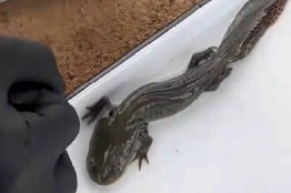 EQUIPO CIENTÍFICO DE LA UNAM LOCALIZA AJOLOTE DEL ALTIPLANO, EN QUERÉTARO