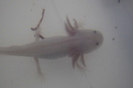 Investigadora de la UAS cultiva ajolotes en Sinaloa para desarrollar posible cura a enfermedades, por su poder de regeneración de tejidos u órganos